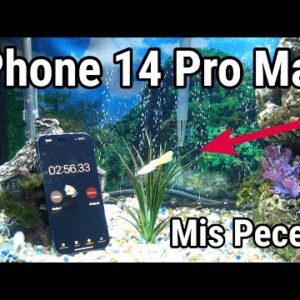 iPhone 14 Waterproof Can You Record And Take A Selfie Underwater?